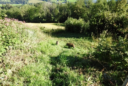 Ein Bild, das drauen, Gras, Halbstrauch, Pflanzengesellschaft enthlt.

Automatisch generierte Beschreibung