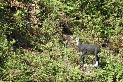 Ein Bild, das drauen, Sugetier, Pflanze, Gras enthlt.

Automatisch generierte Beschreibung